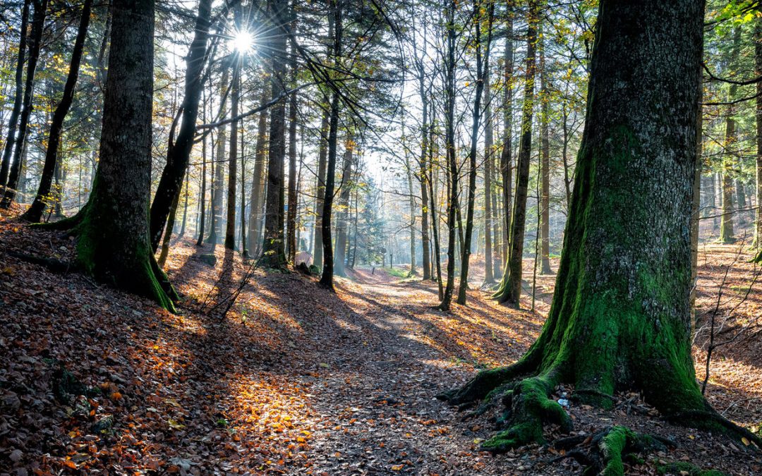 LA FORESTA CASENTINESE