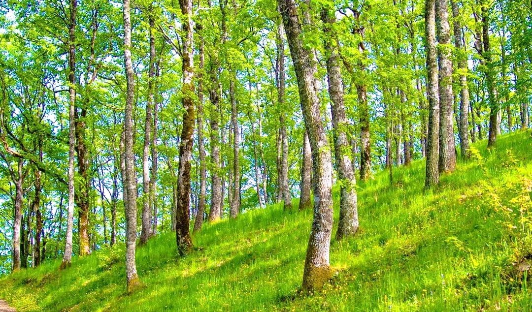 Parco dei Sette Frati