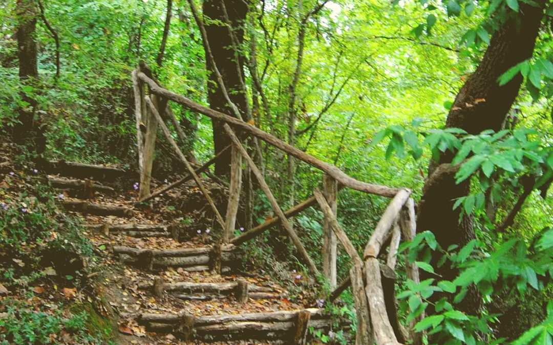 La selva di Castelfidardo